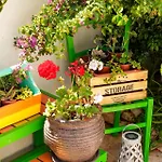 Lemon Tree